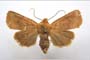 Orrhodia rubiginea var. bulgarica ab. subcompleta Karnoschitzky, 1954 [paratype]