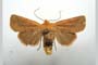 Orrhodia rubiginea var. bulgarica ab. subcompleta Karnoschitzky, 1954 [paratype]