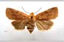 Orrhodia rubiginea var. bulgarica ab. subcompleta Karnoschitzky, 1954 [paratype]