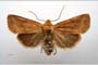 Orrhodia rubiginea var. bulgarica ab. subcompleta Karnoschitzky, 1954 [paratype]