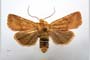 Orrhodia rubiginea var. bulgarica ab. subcompleta Karnoschitzky, 1954 [paratype]