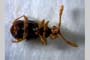 Tychus bulgaricus Karaman, 1972 [holotype]