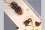 Ceuthophyes enormis B. Guéorguiev, 2007 [paratype]