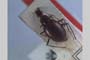 Apholeuonus absoloni Giachino & V. Guéorguiev, 1995 [paratype]