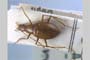 Apholeuonus longicollis pretneri Giachino & V. Guéorguiev, 1995 [holotype]