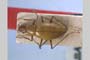 Apholeuonus insignis Giachino & V. Guéorguiev, 1995 [holotype]