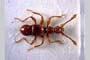 Pseudamaurops graecus Hlavac, 2005 [paratype]