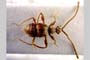 Paralasinus gigas Hlavac&Nomura, 2001 [paratype]