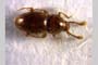 Nanophtalmus bulgaricus Stevanovic, 2009 [paratype]