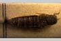 Quedius bulgaricus Scheerpeltz, 1937 [paratype]