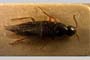 Quedius schipkanus Scheerpeltz, 1937 [paratype]