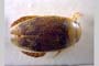 Laccophilus beroni, 1986 [holotype, paratype]