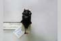 Dorcadion minkovae (Heyrovsky 1962) [holotype]