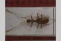 Genestiella gueorguievi Giachino, 1992 [paratype]