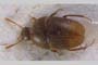 Maroniella beroni Casale & Giachino, 1985 Maroniella beroni Casale & Giachino, 1985 [holotype, paratype]