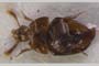 Bureschiana raitchevi Giachino, 1995 [paratype]
