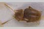 Beronia andreevi Giachino & B. Guéorguiev, 2008 [holotype, paratype]