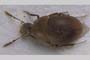 Beskovia tranteevi Giachino & B. Guéorguiev, 2008 [holotype, paratype]