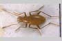 Gesciella delioti Giachino & V. Guéorguiev, 1989 [paratype]