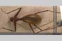 Antroherpon hoermanni orlovacensis V. Guéorguiev, 1990 [holotype, paratype]