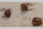 Bureschiana drenskii V. Guéorguiev, 1963 [holotype]