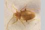 Bulgariella tranteevi Z. Karaman, 1958 [syntype]