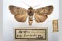Agrotis lucernea bureschi Tuleschkow, 1932 [syntype]