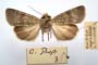 Agrotis lucernea bureschi Tuleschkow, 1932 [syntype]