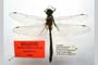 Somatochlora borisi Marinov, 2001 [holotype]