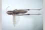 Stenobothrus bulgaricus Ramme, 1933 [holotype]