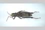 Odontopodisma decipiens rubritarsis Buresch & Peshev, 1955 [syntypes]
