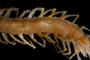 Eupolybothrus andreevi Matic, 1964 [holotype]
