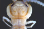 Eupolybothrus kahfi Stoev & Akkari, 2010 [holotype]
