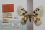 Parnassius apollo var. (ab.) rhodopensis Markowitsch, 1910 [not a type]