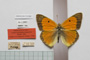 Colias myrmidone balcanica Rebel, 1901 [paralectotype]