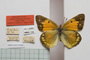 Colias myrmidone balcanica Rebel, 1901 [paralectotype]