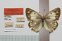 Colias myrmidone balcanica Rebel, 1901 [paralectotype]