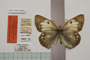 Colias myrmidone balcanica Rebel, 1901 [paralectotype]