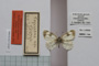 Euchloe gruneri macedonica Buresch, 1921 [paralectotype]