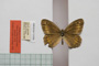 Satyrus arethusa strumata Buresch, 1919 [paralectotype]