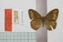 Satyrus arethusa strumata Buresch, 1919 [paralectotype]