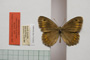 Satyrus arethusa strumata Buresch, 1919 [paralectotype]