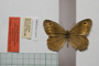 Satyrus arethusa strumata Buresch, 1919 [paralectotype]