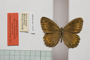 Satyrus arethusa strumata Buresch, 1919 [paralectotype]