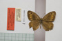 Satyrus arethusa strumata Buresch, 1919 [paralectotype]