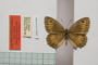 Satyrus arethusa strumata Buresch, 1919 [paralectotype]
