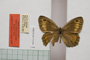 Satyrus arethusa strumata Buresch, 1919 [paralectotype]