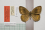 Satyrus arethusa strumata Buresch, 1919 [paralectotype]