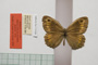 Satyrus arethusa strumata Buresch, 1919 [paralectotype]