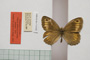 Satyrus arethusa strumata Buresch, 1919 [paralectotype]